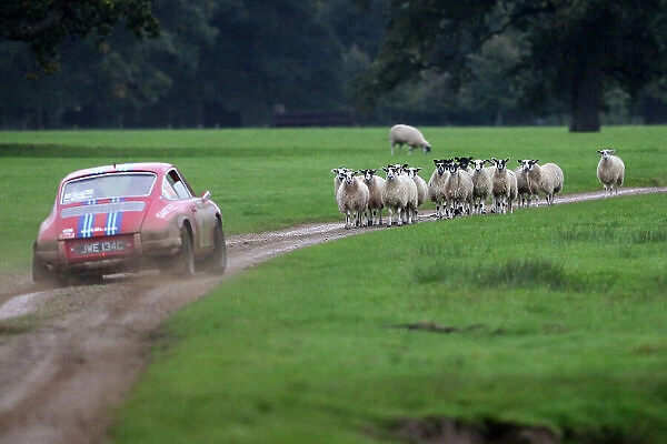 2013 British Rally Championship, Rallye Sunseeker 18th-19th Octover 2013, Sheep in the road for Rikki Proffitt World copyright. brey / LAT photographic