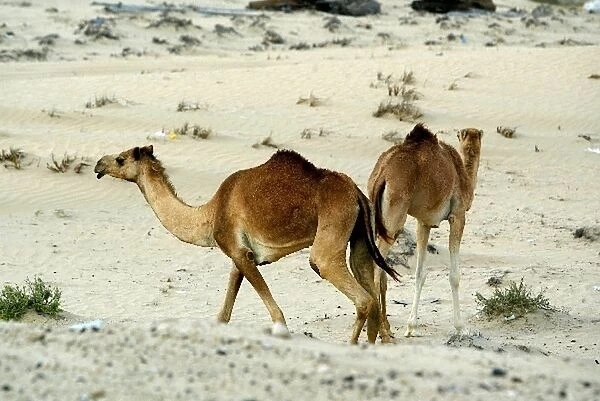 Dubai Autodrome and Business Park: Wild camels run free