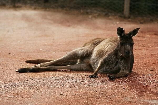 Formula One World Championship: A kangaroo at Melbourne Zoo