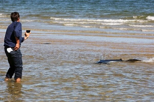 Formula One World Championship: A shark spotted on St Kilda beach