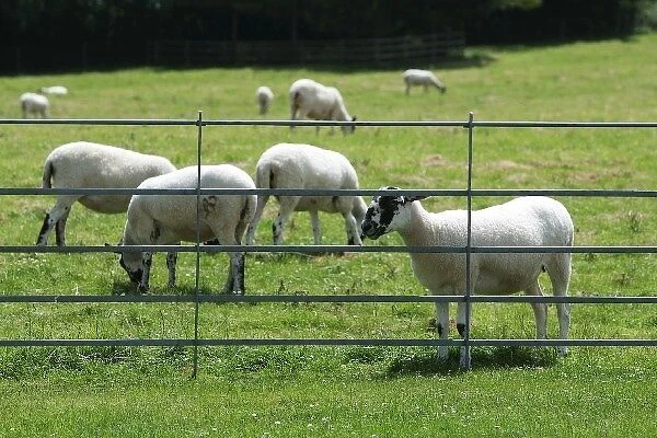 Formula One World Championship: Sheep in Pury End