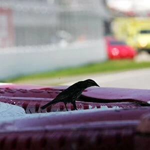 Formula One World Championship: A bird on the tyre barriers