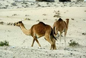 Images Dated 1st April 2004: Dubai Autodrome and Business Park: Wild camels run free