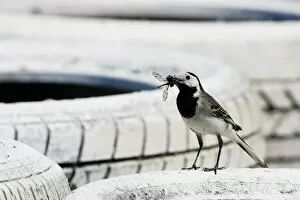 Images Dated 27th May 2005: Formula One World Championship: A bird eats an insect on the tyre barrier