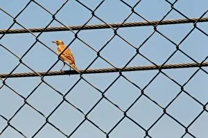 Istanbul Park Gallery: Formula One World Championship: Bird in the fencing