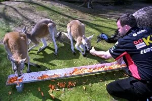 Team Principal Gallery: Formula One World Championship: Paul Stoddart KL Minardi Team Owner feeds an Emu and Kangaroos