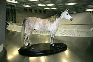 Images Dated 7th January 2008: Mclaren Mercedes MP4-23 Launch: Horse on display at the Merecedes museum